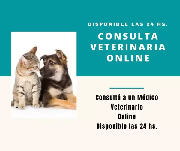 Consulta Veterinaria Online