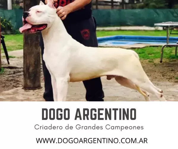 Criadores de Dogo Argentino
